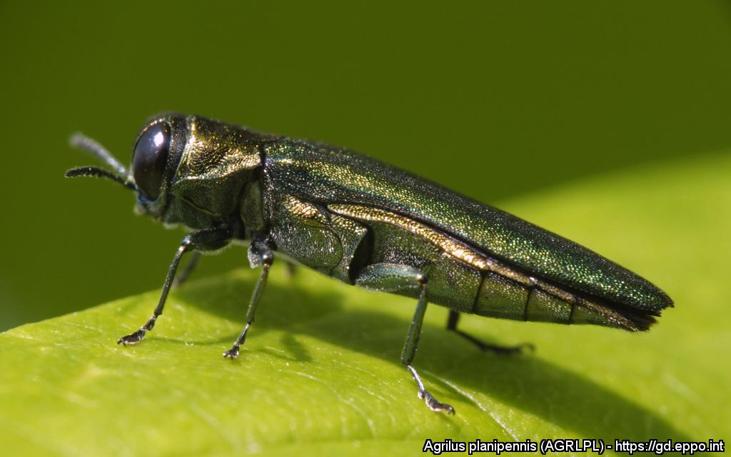 Agreilus planipennis