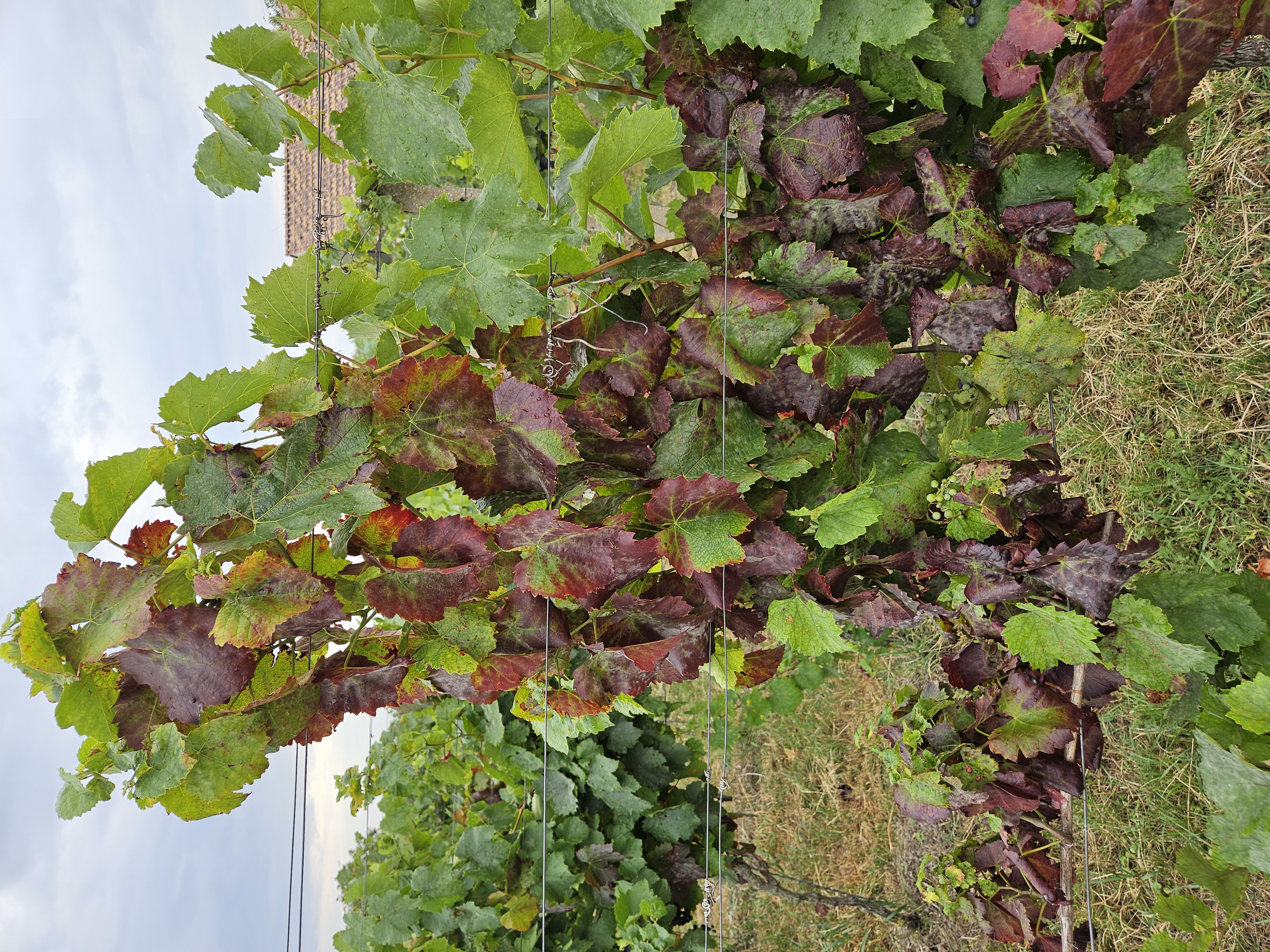 Ilustračný obrázok k článku