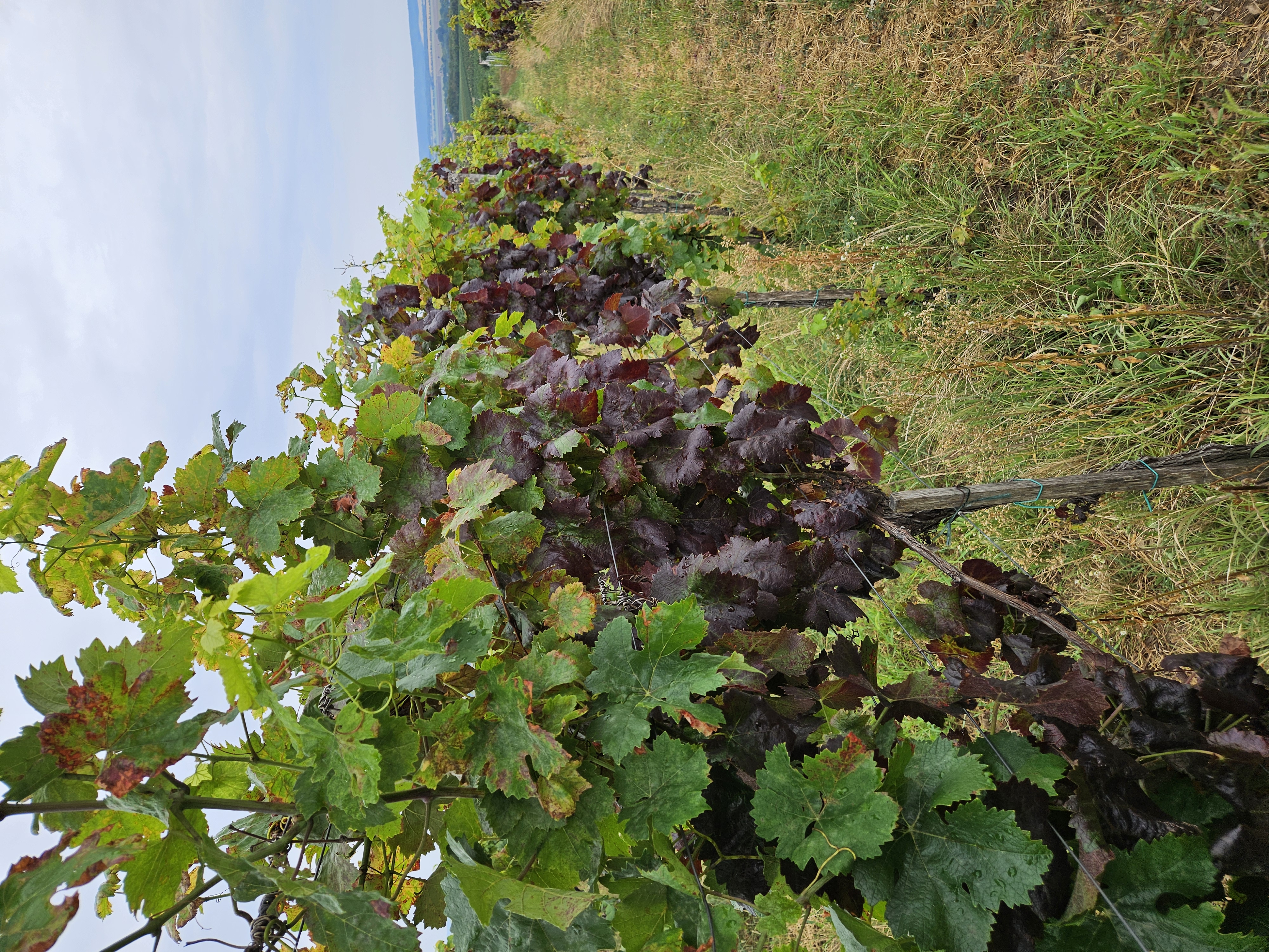 Ilustračný obrázok k článku