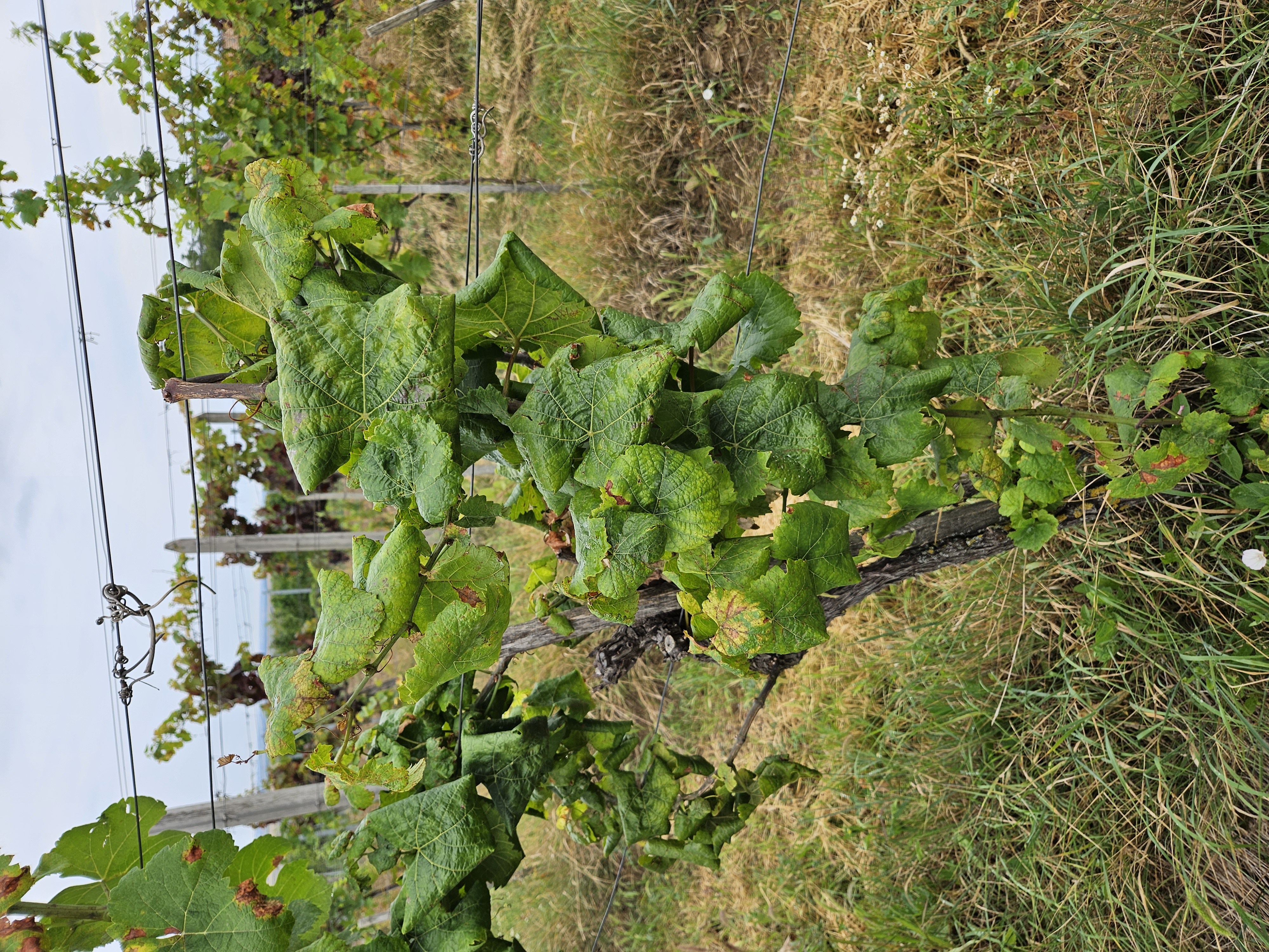 Ilustračný obrázok k článku